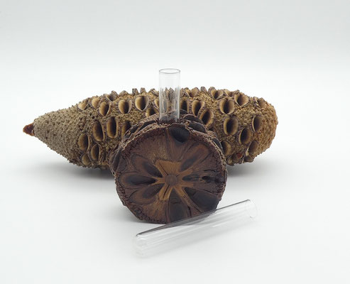 Vase aus einem Banksia-Zapfen