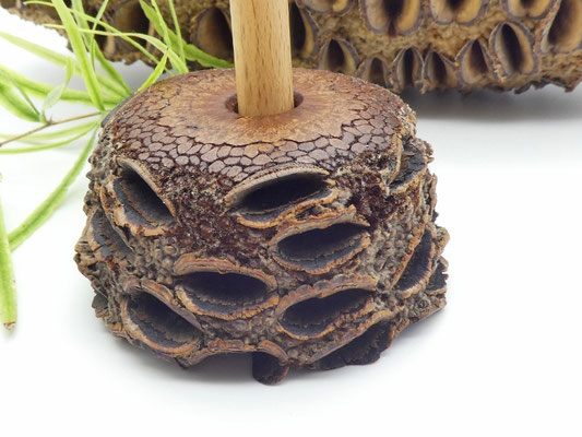 Stiftehalter aus einem Banksiazapfen