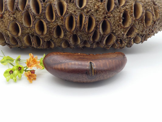 Handschmeichler aus Holz - Banksiazapfen