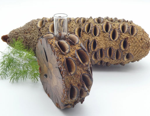Vase aus Holz - Banksia-Zapfen