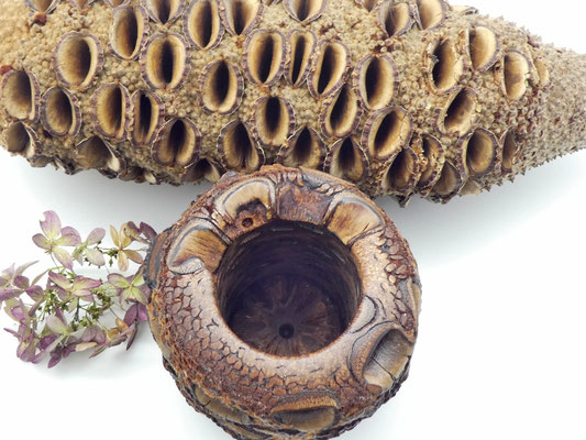 Stiftebecher aus einem Banksiazapfen