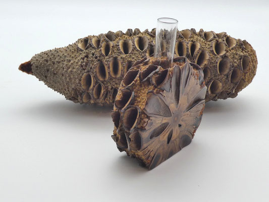 Vase aus einem Banksia-Zapfen