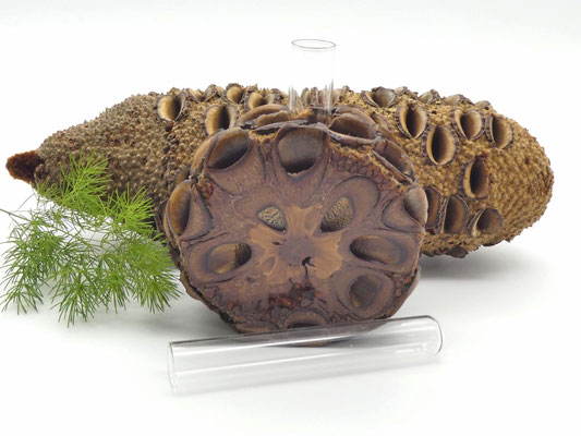 Vase aus Holz - Banksia-Zapfen