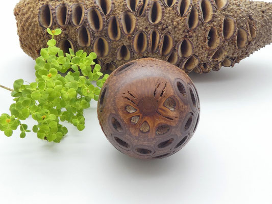 Kugel aus einem Banksiazapfen 63 mm