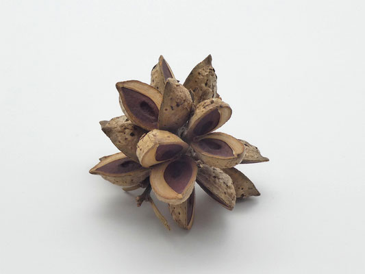 Hakea-Zweig