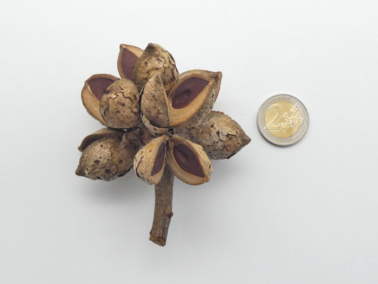 Hakea-Zweig