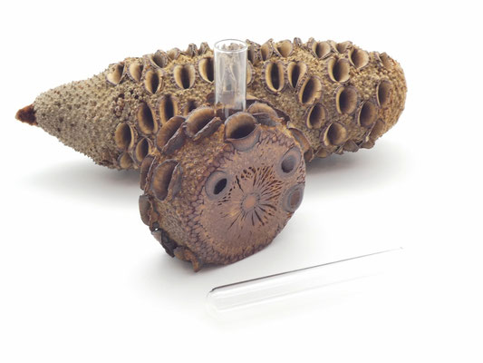 Vase aus einem Banksia-Zapfen