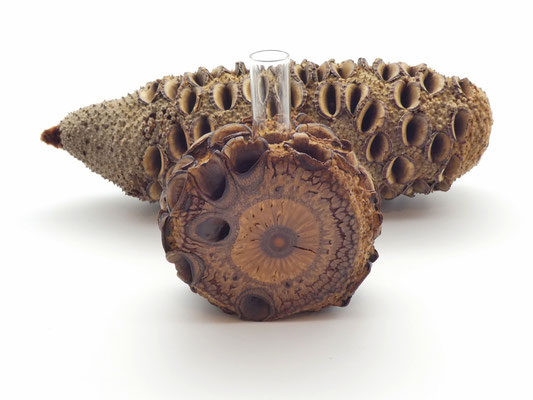 Vase aus einem Banksia-Zapfen