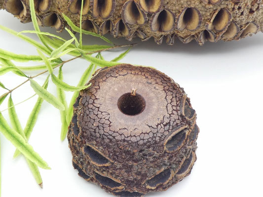 Stiftehalter aus einem Banksiazapfen