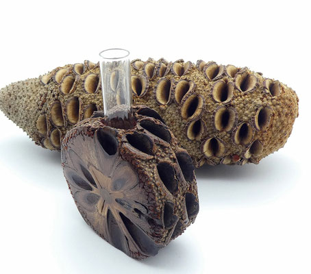 Vase aus einem Banksia-Zapfen