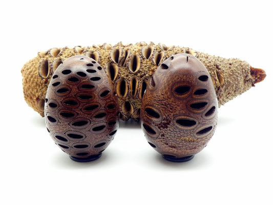 2 Holzeier aus einem Banksia-Zapfen