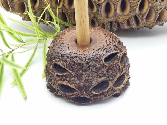 Stiftehalter aus einem Banksiazapfen