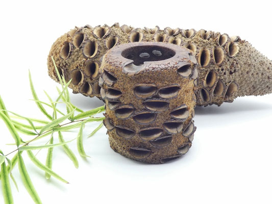 Stiftehalter aus Holz - Banksiazapfen