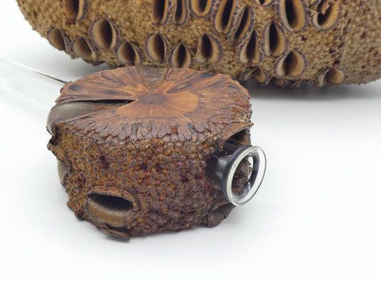 Vase aus Holz - Banksia - mit Magnet für den Kühlschrank