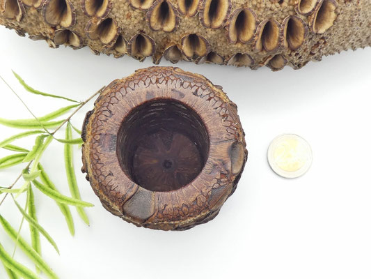 Stiftehalter aus Holz - Banksiazapfen