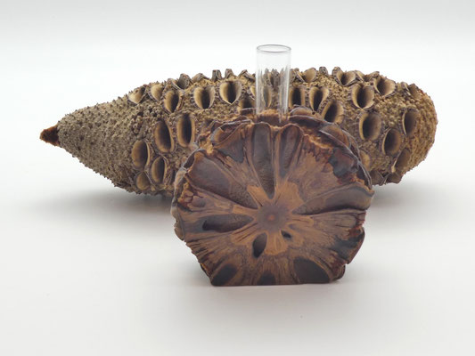 Vase aus einem Banksia-Zapfen
