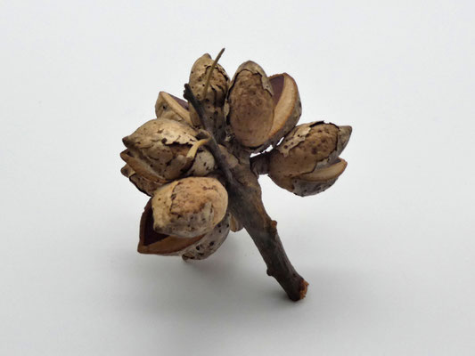 Hakea-Zweig