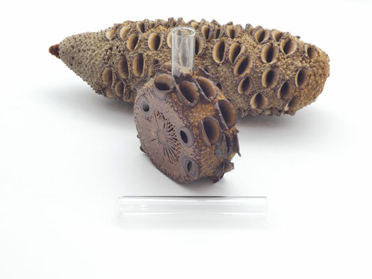 Vase aus einem Banksia-Zapfen