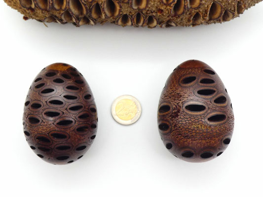 2 Holzeier aus einem Banksia-Zapfen