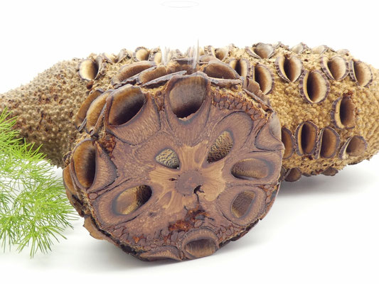 Vase aus Holz - Banksia-Zapfen