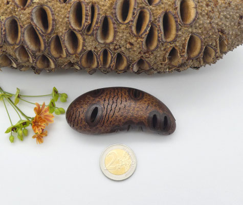 Handschmeichler aus Holz - Banksiazapfen