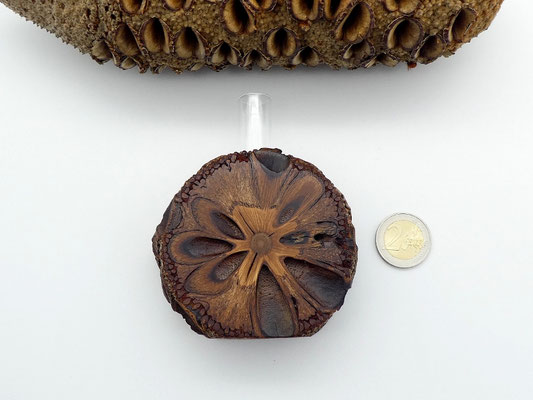 Vase aus einem Banksia-Zapfen