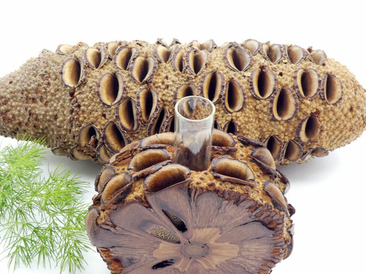 Vase aus Holz - Banksia-Zapfen