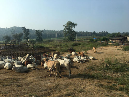 GoodTextiles Foundation: Cows are sacred in India.