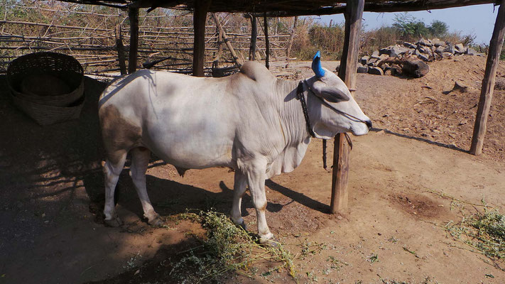 GoodTextiles Foundation: Cows are an important basis of existance for farmers in India.