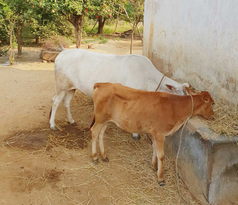 GoodTextilesFoundation: Now every farmer of this village has a cow.