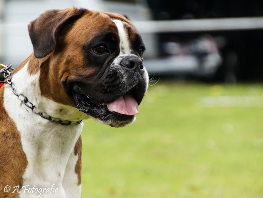 Laurins Boxer Cashira