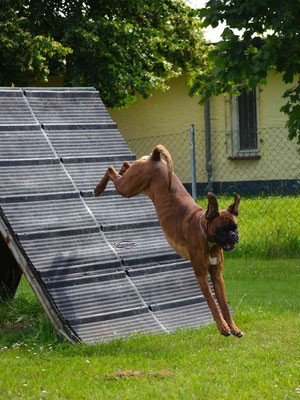 Zuma