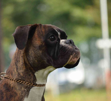 Anouk