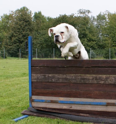 Hopp