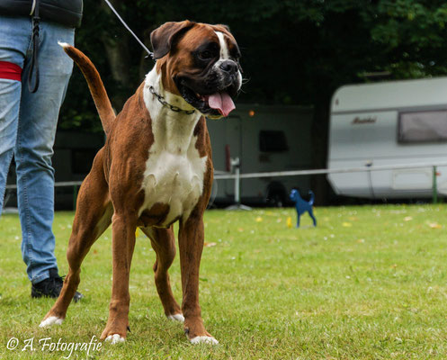 Laurins Boxer Cashira