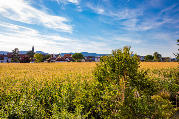 Blick auf die Kalmit