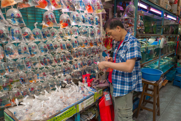 Kowloon, Goldfish market sells aquariums, corals and exotic fish