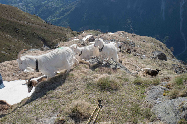 Kaschmir (ValCash)- und Walliser Schwarzhalsziegen auf der Sommeralm in 2000 m