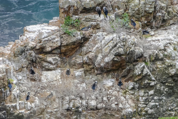 Breeding colony of Little Shags/Kawau Paka