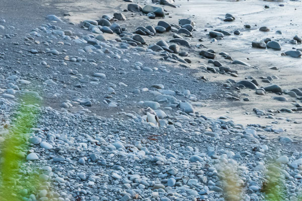 A Yellow-Eyed Penguin is arriving from the sea
