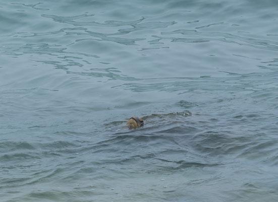 Hawaii's Honu is a symbol of good luck and longevity in Hawaii