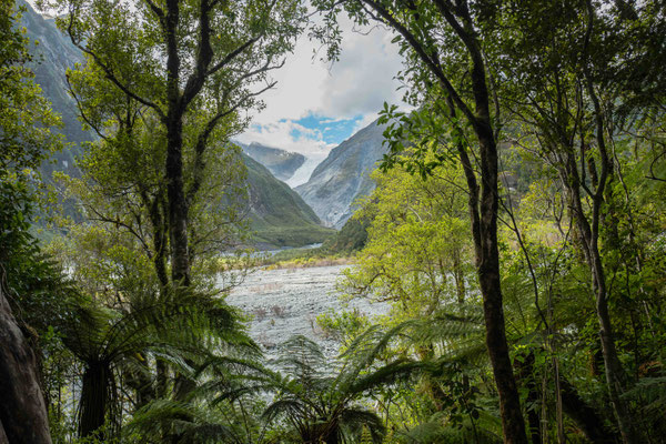 Fox Glacier