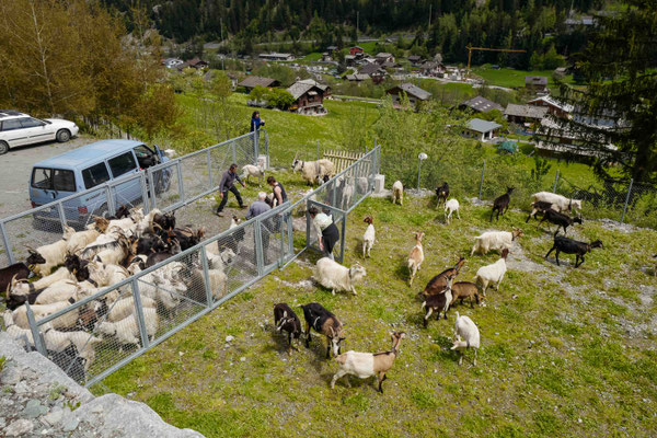 Vorbereitungen im Gatter