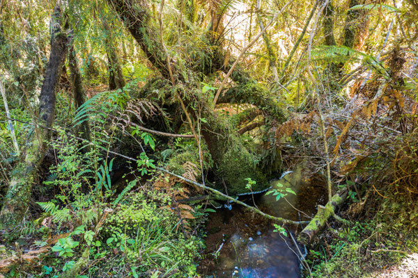One of the best examples of swamp rainforest