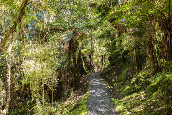 A 1.5 h walk through the coastal rainforest out to the beach