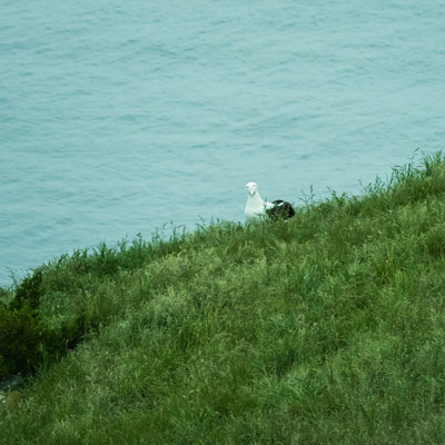 Royal Albatross breeding colonies