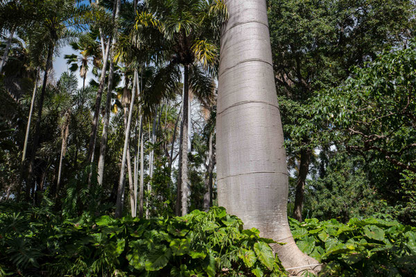Foster Botanical Garden
