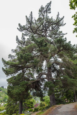 The Arboretum exhibits has deciduous and evergreen trees, including Pinus, Abies, Picea and Cupressus