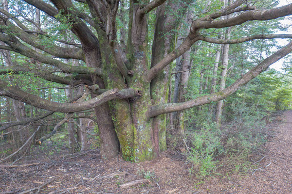 near Lake Mistletoe