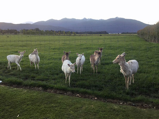 White deers at a farm near Te Anau